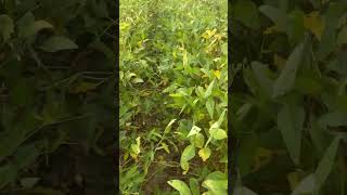 Defend Against Frogeye Leaf Spot With Xyway® LFR® Fungicide [upl. by Aratahc]