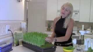 Como sembrar Hierba de Trigo paso a paso Wheatgrass [upl. by Ytsirhc]