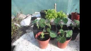 How to Propagate Geraniums from Cuttings [upl. by La Verne]