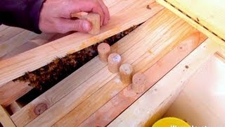 Beekeeping For Beginners Introducing Queen [upl. by Eelarac379]