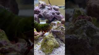 Mantis Shrimp VS 10 Shrimps [upl. by Danaher]