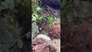 Why did I sprinkle fish food there youtubeshort terrarium aquarium [upl. by Juan]