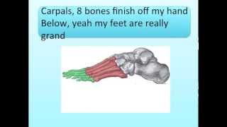 Hands and Feet Bones Song [upl. by Etterual]