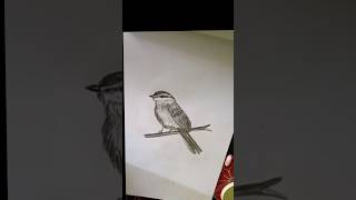 Beautiful realistic Bird drawing easydrawing art shortsvideo shorts subscribe [upl. by Kirrad]