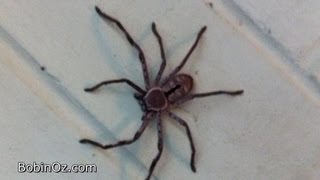 Brown Huntsman Spider From Australia [upl. by Liagabba]