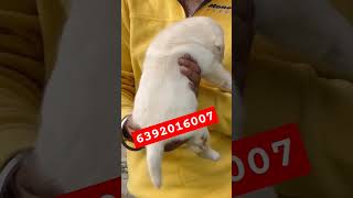 Heavy bone Labrador puppy available in Lucknowsubscribemychannel labradorlabradorpuppypuppy [upl. by Victory469]