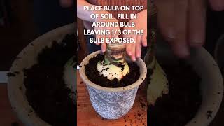 HOW TO PLANT AN AMARYLLIS 😍 amaryllis amaryllisbulb flowergarden flower fridayflowers bulb [upl. by Busby]