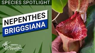 Species Spotlight  Nepenthes briggsiana Easy Nepenthes for Windowsill [upl. by Iat975]