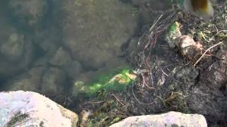 Bluegill fishing at lake Erie [upl. by Balthazar337]