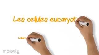 Les cellules eucaryotes [upl. by Ellennej]