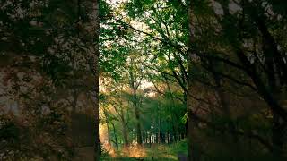 FOREST Sounds to Help You RELIEVE STRESS and Fall Asleep Fast [upl. by Uund]