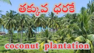 PLOTS FOR SALE WITH COCONUT PLANTS IN VEMPADA NEAR BHOGAPURAM [upl. by Lowney]