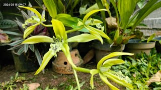 Coelogyne pandurataanggrek hitam kalimantan [upl. by Ecila]