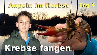 Krebse fangen beim Angeln im Herbst  Angeln mit Köderfisch  Signalkrebse fangen im Fluss [upl. by Suiram349]