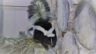 Angry cute skunk sprayed twice on me [upl. by Ecirb]