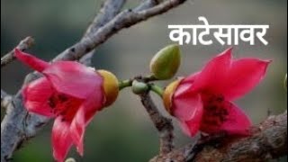 काटेसावर  Katesavar  शाल्मली  silk cotton  Bombax tree  Shalmali  Aushadhi  bird water panpoi [upl. by Allrud]