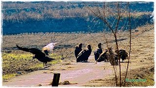 Mongolia Black Vulture몽골 검은 독수리 [upl. by Marina]