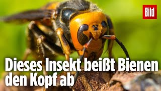 KillerHornisse in USA angekommen  Sie tötet Bienen [upl. by Ahlgren]