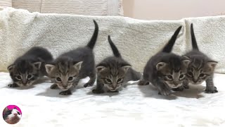 How kittens grow up from 0 day 1 year old [upl. by Emerick]