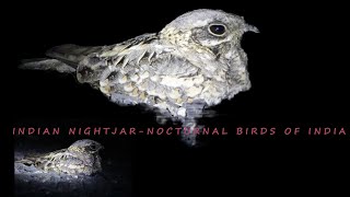 Indian nightjarNocturnal birds of India [upl. by Etnad]