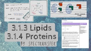 EASY REVISION AQA Alevel Biology 313 Lipids amp Proteins by SpecTransfer [upl. by Daley479]