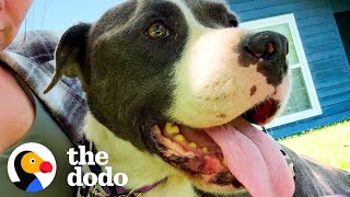 Pittie Who Grew Up In A Cage Does A Happy Dance Once Shes Rescued  The Dodo [upl. by Tadashi]