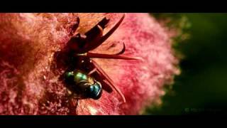 Blow flies pollinating a Stapelia hirsuta flower [upl. by Zetnod711]