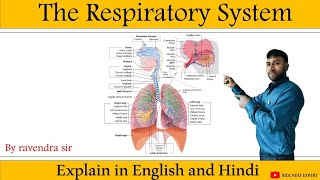 respiratory system anatomy amp physiology in HindiOrgan structure functions disorder of respiration [upl. by Lednic]