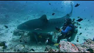 15 Foot Tiger Shark Beqa Lagoon Fiji [upl. by Nomrah988]