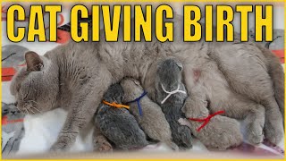 ✔️ How Cat Gives Birth to Kittens 💖 British Shorthair Lilac Cat Giving Birth to 4 Different Kittens [upl. by Roach700]