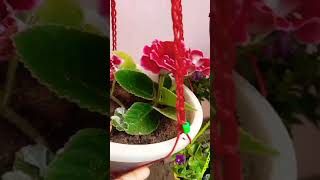 Gloxinia plantflowersaachis gardenshorts video [upl. by Nnad]