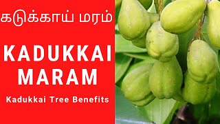 Kadukkai benefits in Tamil  Kadukkai tree  Kadukkai maram [upl. by Pauwles]