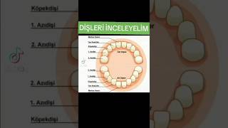 DİŞLERİN YAPISI VE ÖNEMİ [upl. by Lienad]