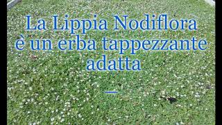 Lippia nodiflora [upl. by Ahtreb424]