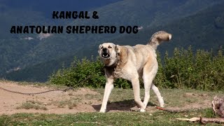 The History of the Kangal amp Anatolian Shepherd Dog [upl. by Beckman543]