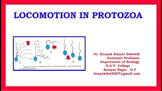 Locomotion in Protozoa [upl. by Zimmerman]