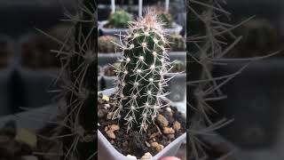 Pilosocereus Pringlei from cutting already grew roots pilosocereus cactus [upl. by Nollaf]