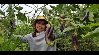 Yummy fried eggplants recipe  Amazing Food  My Countryside view [upl. by Ostap921]