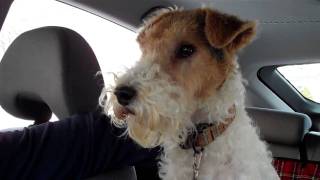 Ready to Roll  Abby Wire Fox Terrier [upl. by Ahtnammas496]