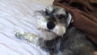 Mini Schnauzer  Wake up Bentley [upl. by Ettenauq692]