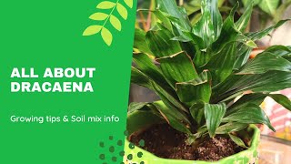 Dracaena plant care Dracaena Compacta plant care Growing tips for Dracaena [upl. by Dupuis378]