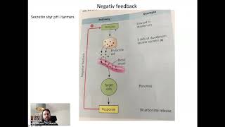 Hormoner  negativ och positiv feedback [upl. by Mariana]