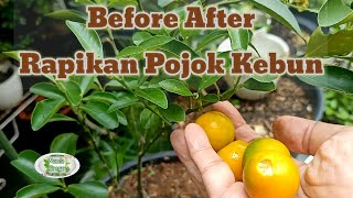 Before After Rapikan Kebun Lahan Sempit Aplikasi Pupuk Kulit Pisang Petik Buah Jeruk Peras [upl. by Jephthah]