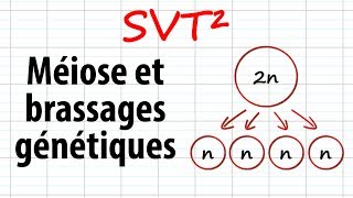 Méiose et brassages génétiques SVT²révisions BAC [upl. by Arotal]