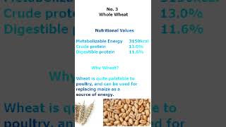 Whole Wheat Poultry Feed Ingredient amp its Nutritional Values wholewheat feedingredient feed [upl. by Hartzell]