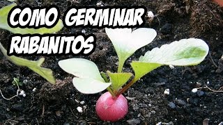 Como germinar Rabanitos  Muy fácil [upl. by Keslie740]