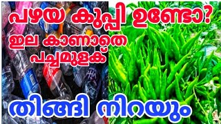 ഇത് കണ്ടാൽ ഒന്നും അറിയാത്തവർക്കും പച്ചമുളക് കൃഷി ചെയ്യാം  A to Z Chilli Farming  mulaku krishi [upl. by Lionel805]