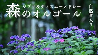 【オルゴール 癒し BGM】ジブリ＆ディズニーメドレー～自然音入り（睡眠用・赤ちゃん用・勉強用・作業用・自律神経にやさしい音楽・ストレス解消） [upl. by Siuluj488]