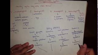 Extrapyramidal System [upl. by Gasser]