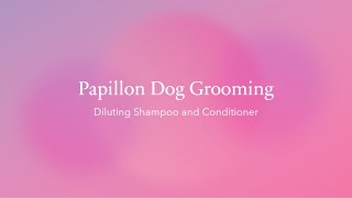 Papillon Dog Grooming Using diluted Shampoo and Conditioner [upl. by Mcdonald616]